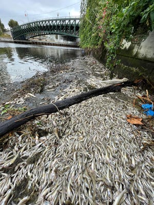 Many thousands of fish have perished in San Francisco Bay and Lake Merritt after a large red tide hit the bay this summer. This photo shows just one small area of the fish kill on Lake Merritt on August 28.