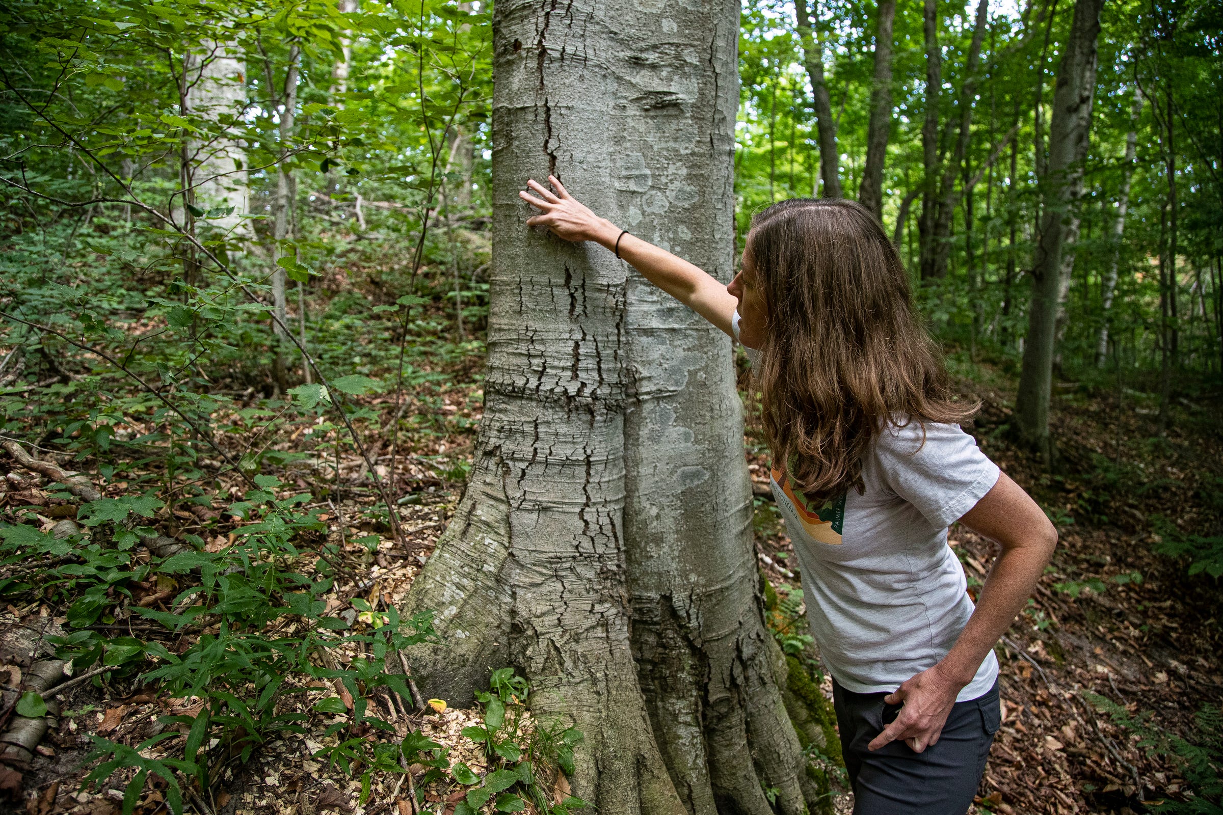 Becky Hill, Leelanau Conservancy's Director of Natural Areas and Preserves points out the signs of a beech tree infected with bark disease at the Clay Cliffs Natural Area in Leland on Wednesday, August 24, 2022. An infected beech has white fuzz on the bark.