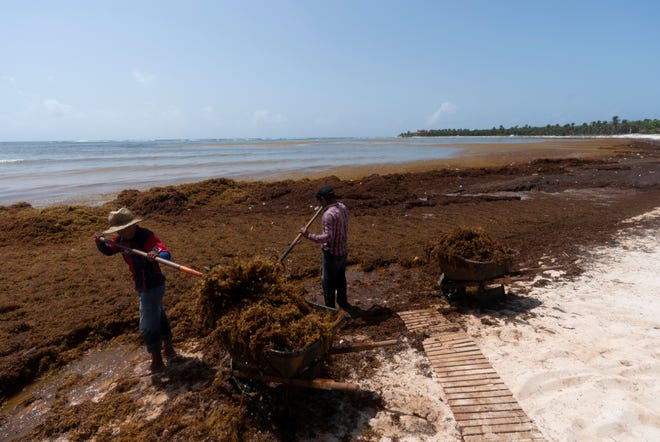Workers who were hired by residents remove sargassum seaweed from the Bay of Soliman, north of Tulum, Quintana Roo state, Mexico, Wednesday, Aug. 3, 2022. (AP Photo / Eduardo Verdugo)