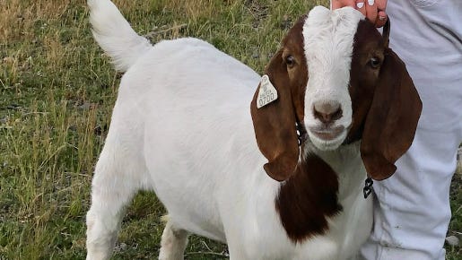 Shasta County fair sued after pet goat auctioned possibly slaughtered Shasta County fair sued after pet goat auctioned possibly slaughtered