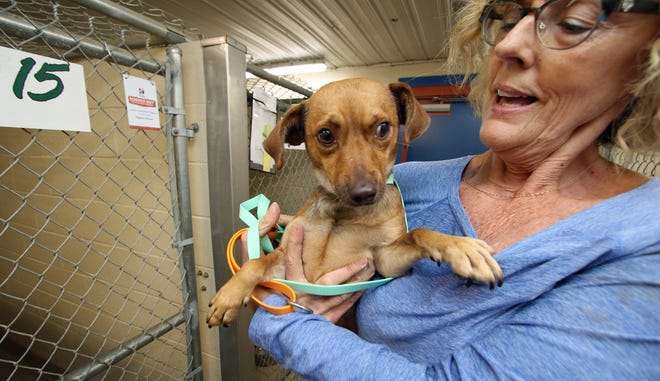 Rescue Coordinator Heather Dover holds one of the dogs up for adoption Thursday morning, Sept. 1, 2022, at Cleveland County Animal Control on Airport Drive in Shelby.