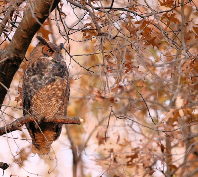 Advocates say raptors like the Great Horned Owl are badly threatened by anticoagulant poisons used to target rats. Raptors like the Great Horned Owl prey on rats and can themselves be poisoned if they eat rats who have ingested dangerous chemicals.