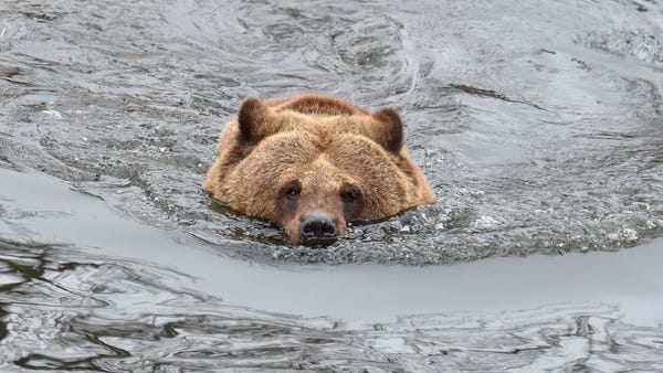 A brown bear swims  in an artificial lake in a she