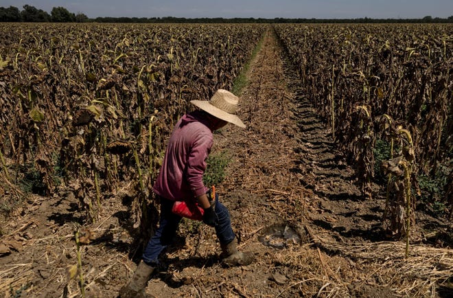 A worker walks along a dried-up field of sunflowers near Sacramento on August 18, 2022.
