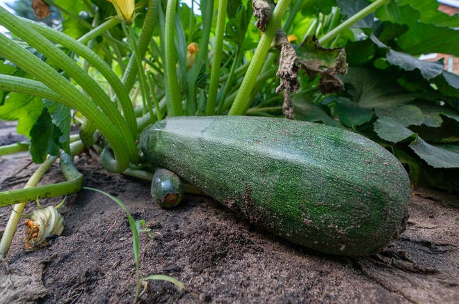 Zucchini growing in our garden in Waushara County, Wisconsin, Tuesday, Aug. 9, 2022,.