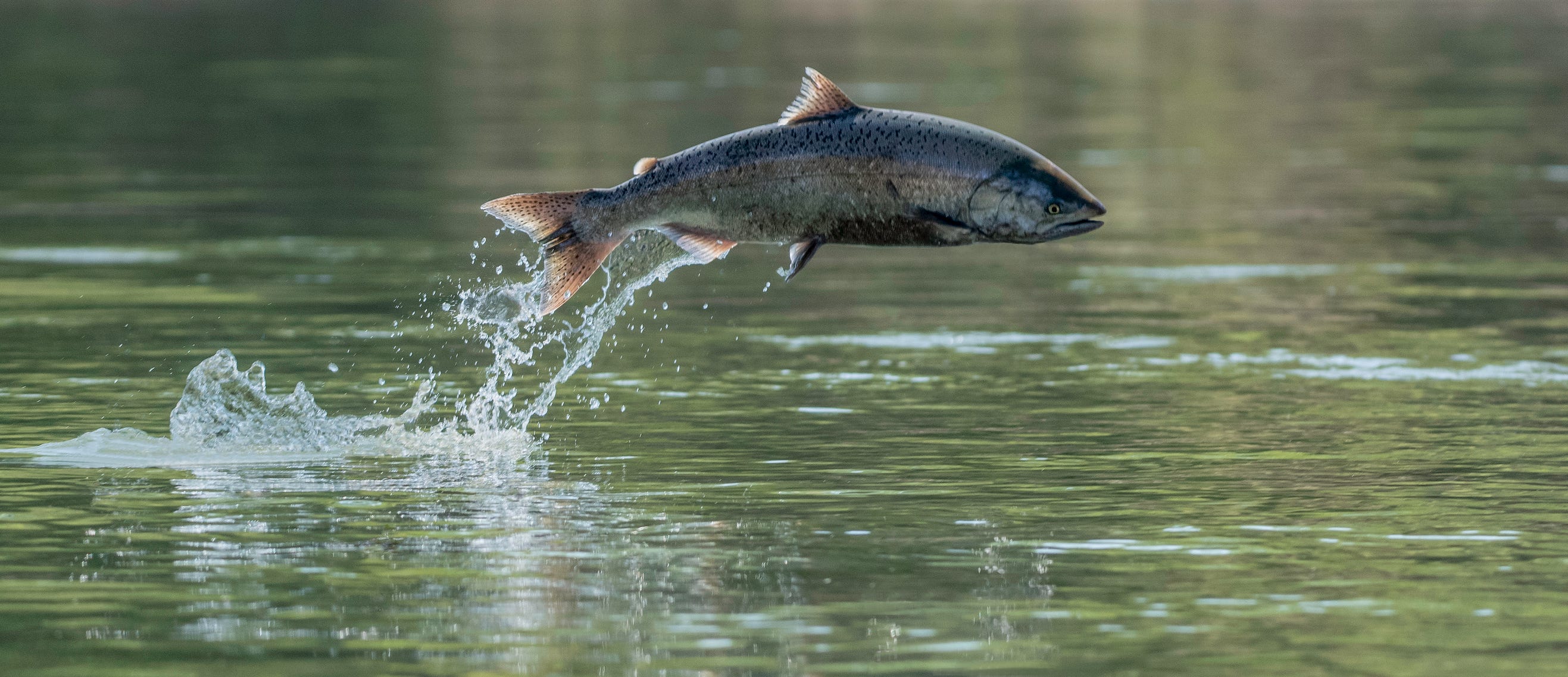 Feds close California chinook salmon season GeekX