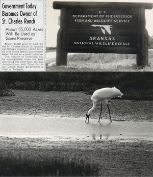 TOP LEFT: An article from the Nov. 19, 1937, Corpus Christi Times detailing the purchase of the St. Charles Ranch in Aransas and Refugio counties, which eventually became the Aransas National Wildlife Refuge. TOP RIGHT: The sign for the refuge near Austwell, Texas, in February 1970. BOTTOM: A whooping crane forages for food at the refuge on March 20, 1984.