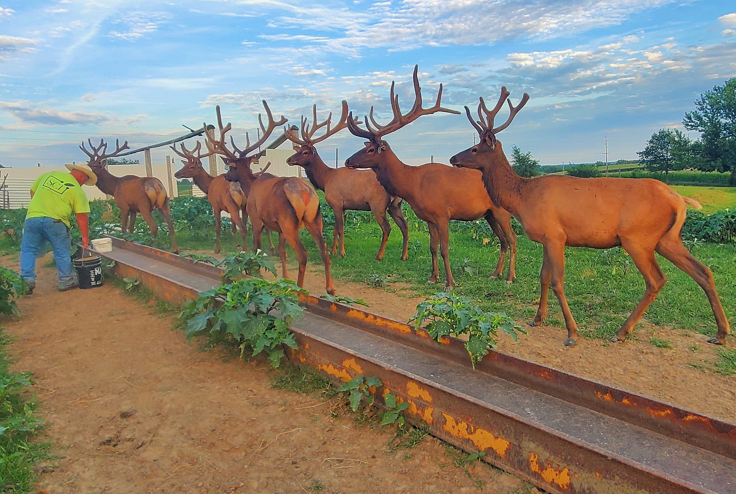 Meet an eastern Iowa family devoted to raising majestic elk on ranch