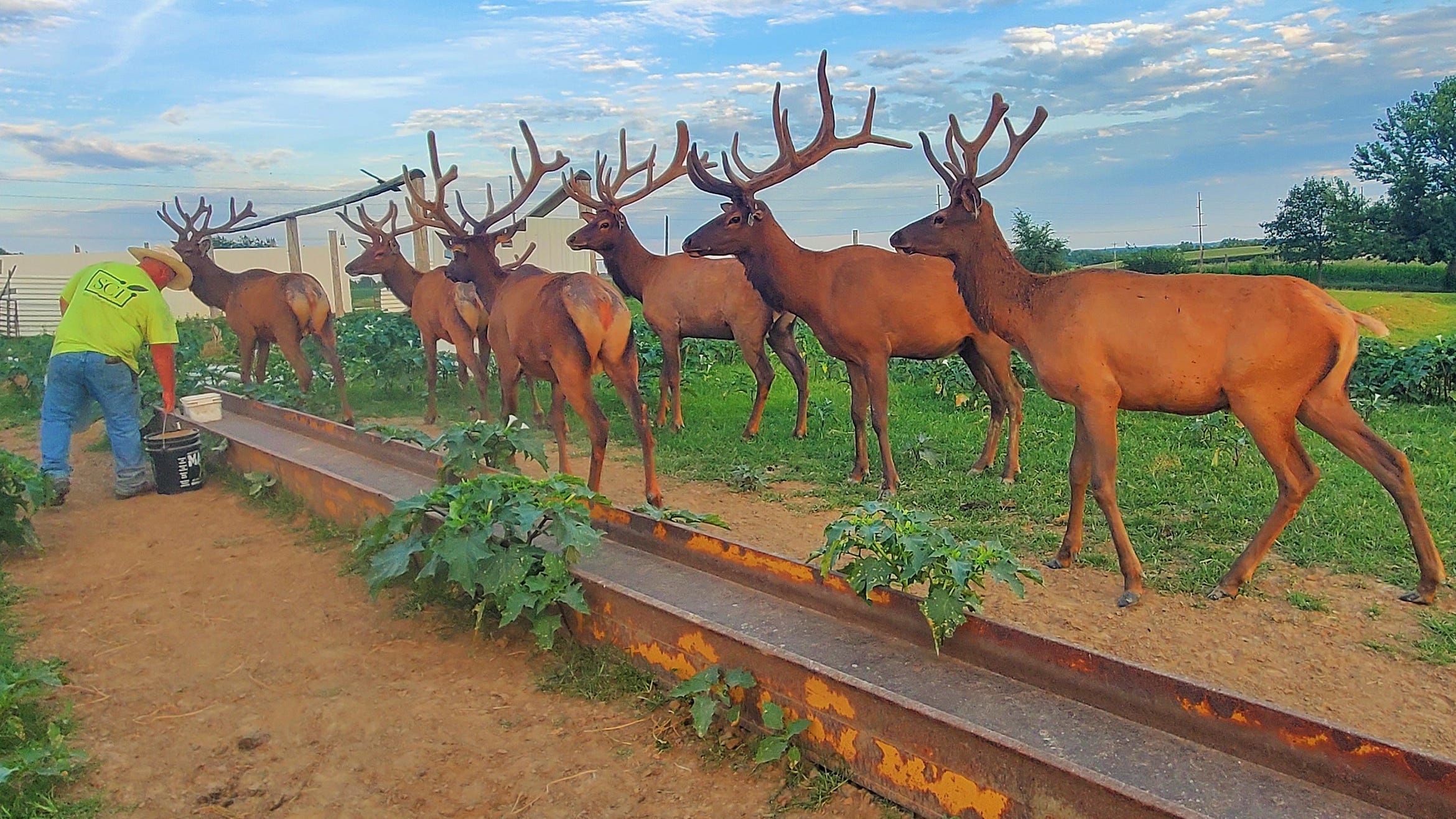 Meet an eastern Iowa family devoted to raising majestic elk on ranch