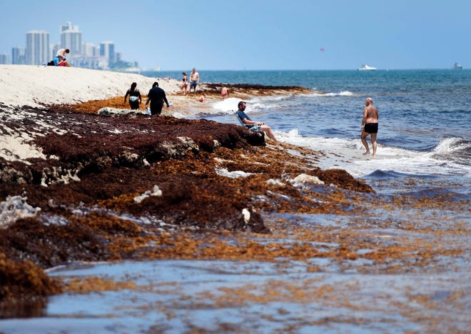 Sargassum, a brown macroalgae accumulates, as beachgoers sunbath and swim at at Midtown Beach Palm Beach August 2, 2022. 