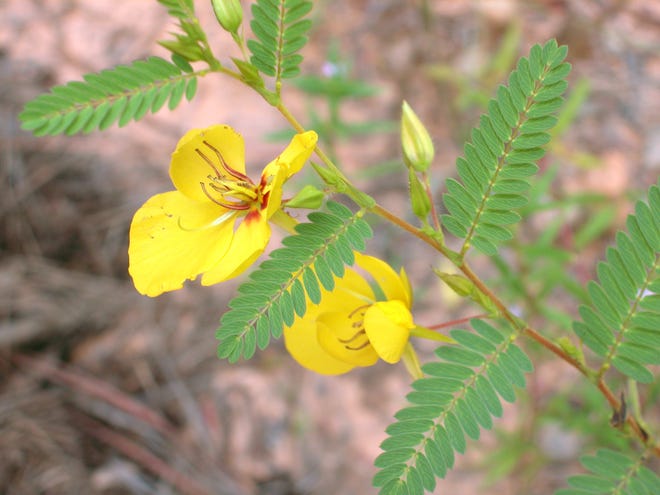 The partridge pea is a member of the bean family. Its also called a sensitive plant because the leaves fold up when disturbed.