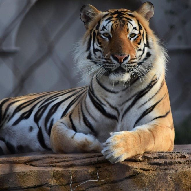 Mike the Tiger, LSU's live tiger mascot, lounges in his habitat near Tiger Stadium in Baton Rouge. A social media rumor has spread throughout the Houma area that a tiger was running wild.