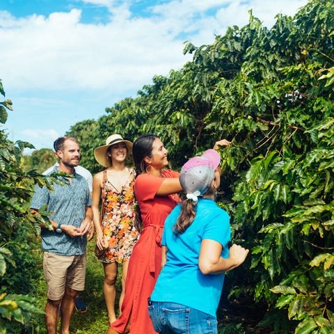 Coffee farm host gives tour to visitors.
