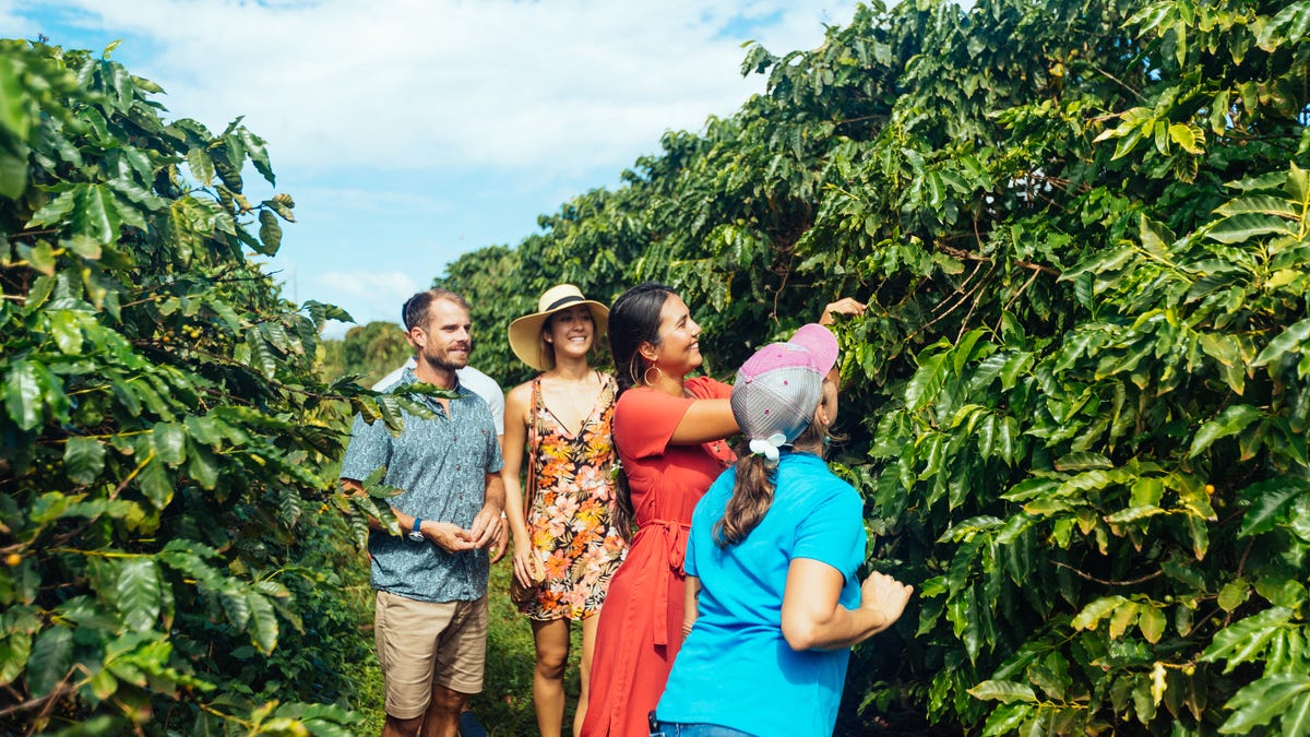 Coffee farm host gives tour to visitors.