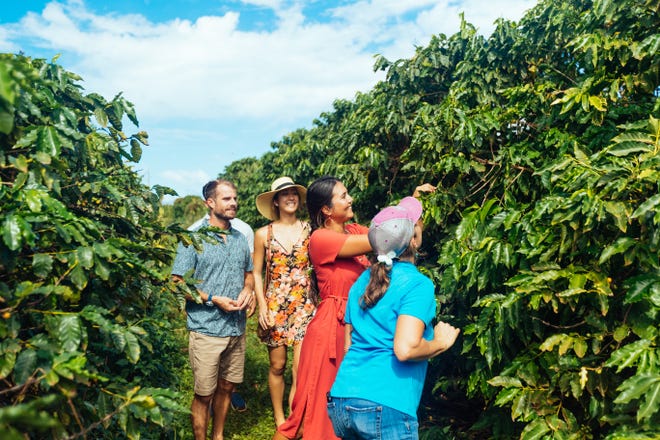 Coffee farm host gives tour to visitors.