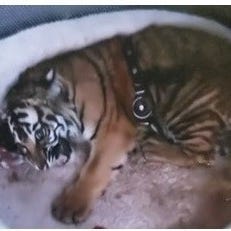 New Mexico Department of Game and Fish officers ar