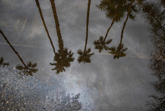 Palm trees are seen in the reflection of a puddle in Palm Springs on Saturday.