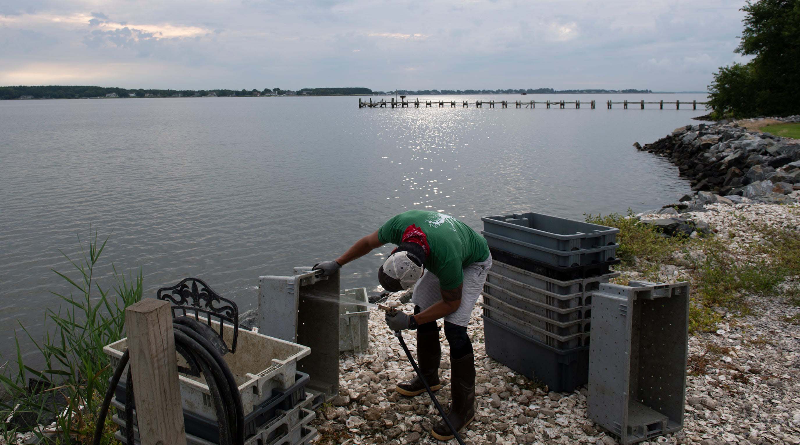 Scott Budden washes a bin by the dock on July 26, 2022. Today, his prize crop joins a growing list of natural tools to help the very waters that foster it. “Adding oysters can even help other interconnected habitats, like salt marsh and underwater seagrass — and together, these can increase the integrity and resilience of the coast by stabilizing shorelines to better withstand storms and storm surge," said Joseph Gordon, U.S. East Coast project director with Pew Charitable Trusts.