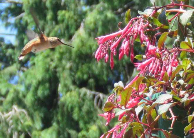 “Hummingbird at the Fuschia” photographed by Martha G. Michael in Port Townsend, Washington