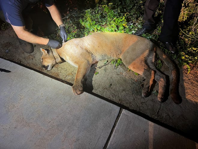 Visalia police captured a mountain lion found roaming Sedona Avenue.
