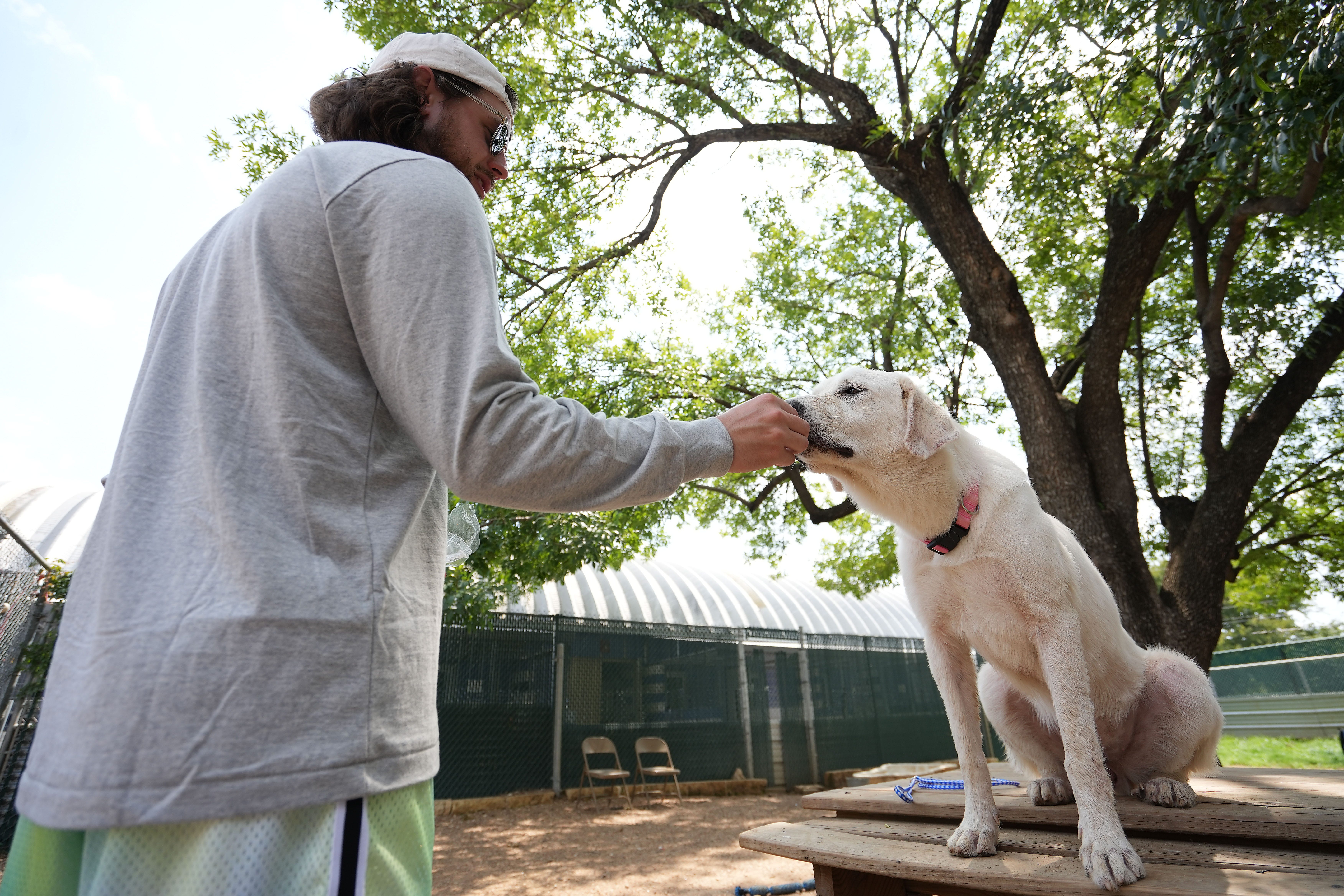 bastrop animal shelter surrender