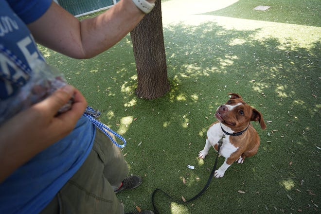 Lady joue en plein air mardi avec Katie Smith, membre de l'équipe d'enrichissement du comportement animal, au Animal Center Austin.