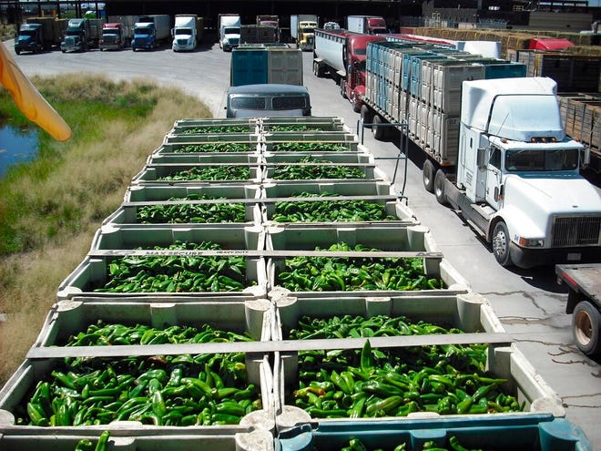 This 2021 image provided by U.S. Customs and Border Protection shows a truckload of green chiles waiting to be inspected at the port of entry at Columbus, N.M. Border authorities said Monday, Sept. 12, 2022, that they are assigning more agricultural specialists to the port to handle the increase in chile imports.