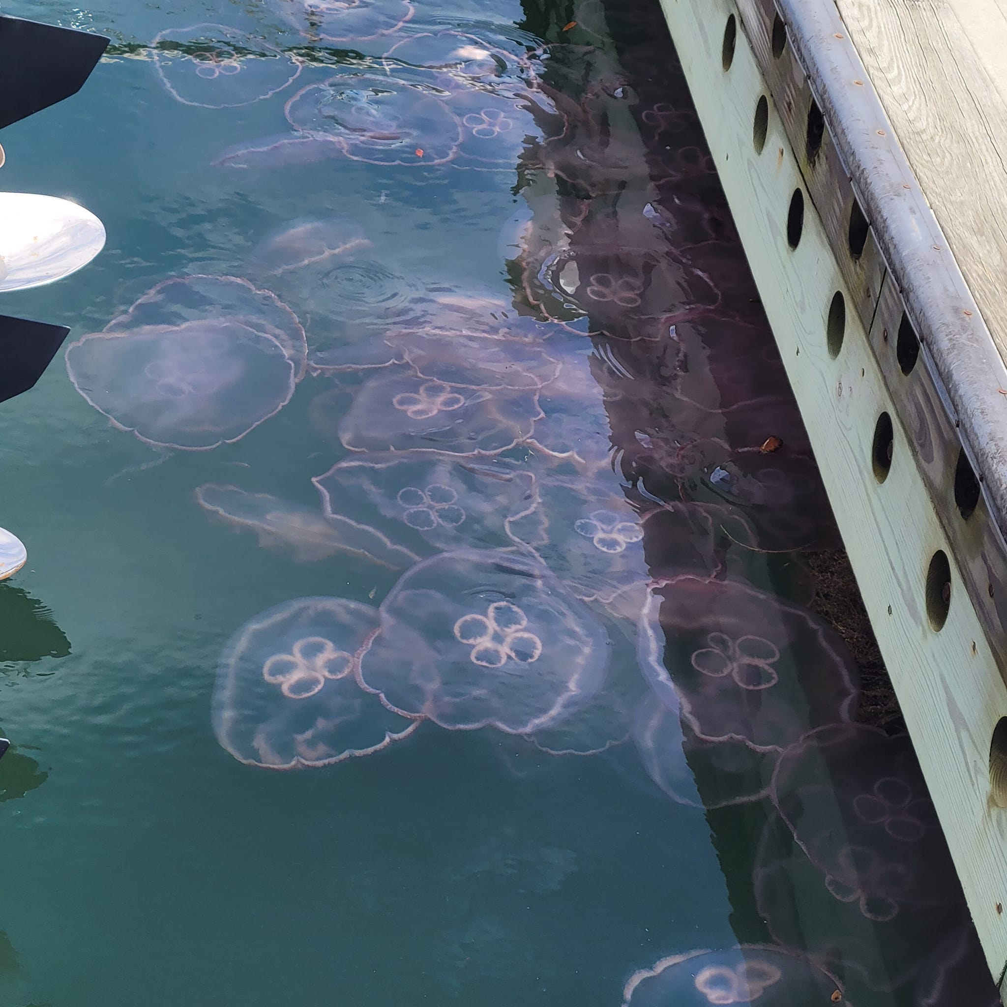 Jellyfish in Florida waters can sting and clog machinery
