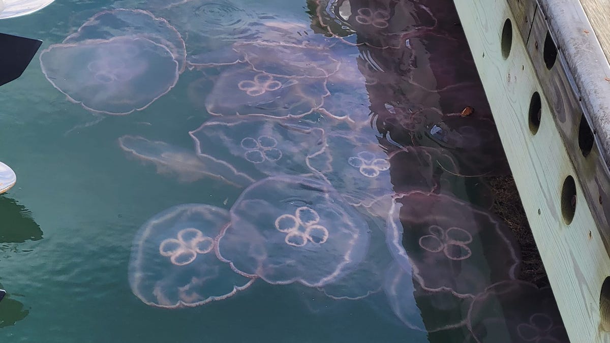 Moon jellyfish are appearing on the Treasure Coast. Are they harmful?