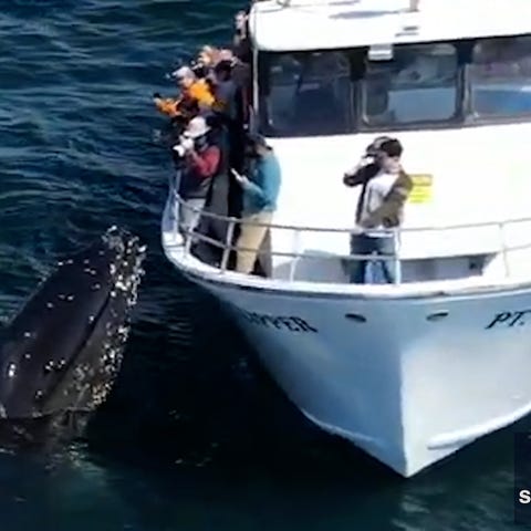 A humpback whale interacts with whale watchers off