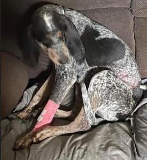 Police and fire officials in Ogunquit, Maine, are asking people to keep an eye out for Whiskey, a hunting dog that fled the scene of a rollover accident on Route 95 on the morning of Wednesday, Sept. 14, 2022.