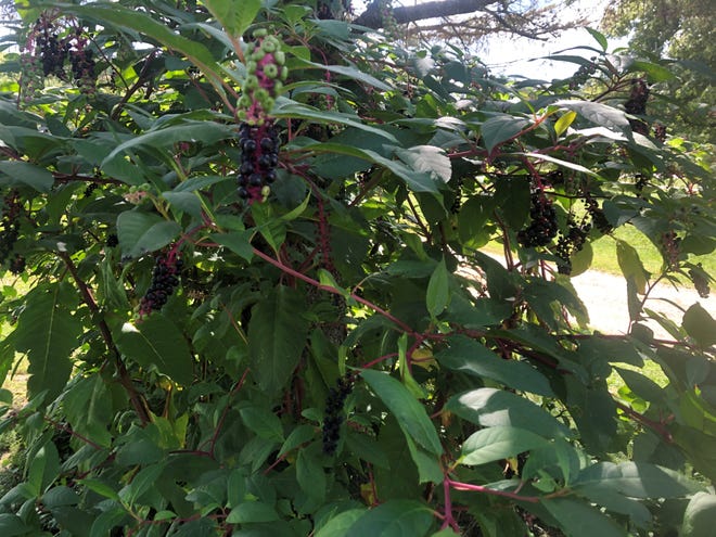 The reddish stems, large leaves, and clusters of dark purple berries make the American pokeweed easy to spot on the landscape.