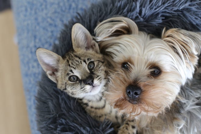 New York is poised to ban the sale of dogs, cats and rabbits at retail pet shops. Several other states have enacted similar legislation in recent years.