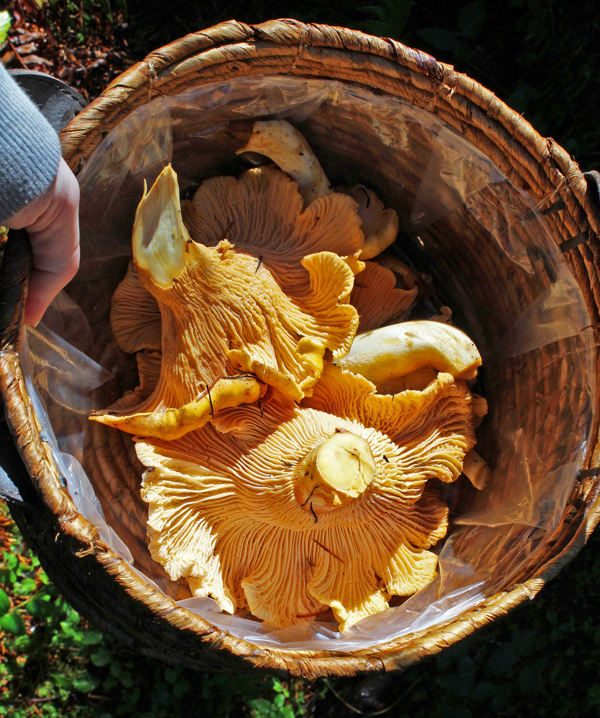 Chanterelle mushrooms The art of hunting golden treasure in Oregon