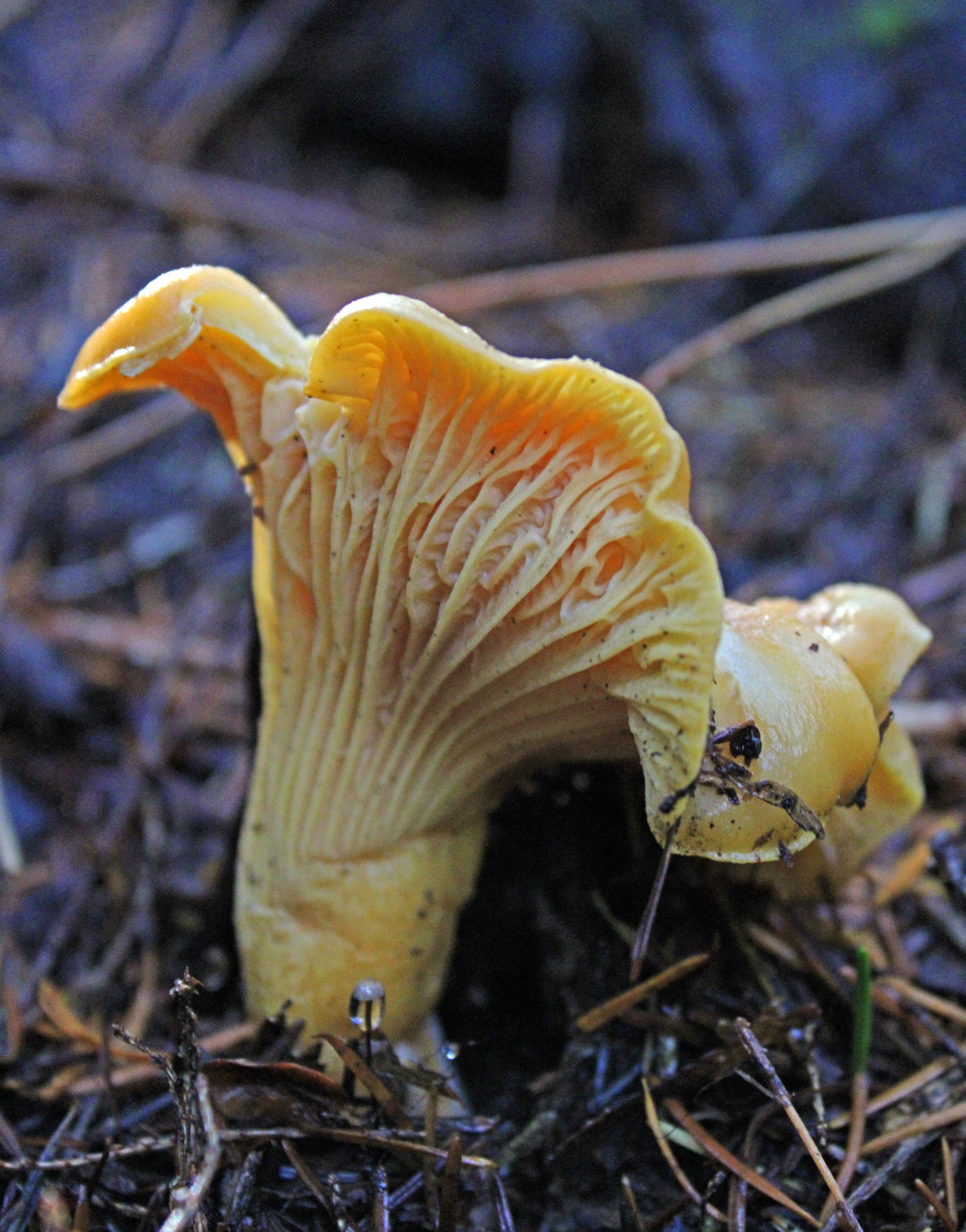 Chanterelle mushrooms The art of hunting golden treasure in Oregon