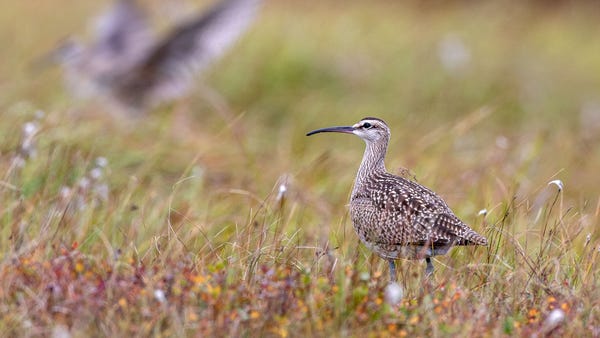A whimbrel, a wading bird found from northern Alas