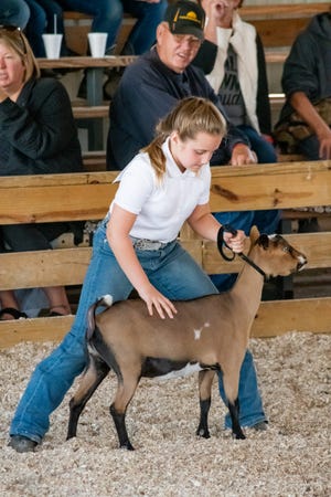 Lillian Smith shows her goat at the Guernsey County fair. Smith won Champion 1st Year Beginner Dairy Goat Showmanship, Ages 8to 9 in her first year showing. The fair highlighted the hard work and dedication local 4-H and FFA kids invested in their animals and still projects for the year. 

For more photos visit www.daily-jeff.com
