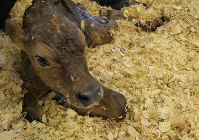 A calf is born at the birthing center of the Kansas State Fair.