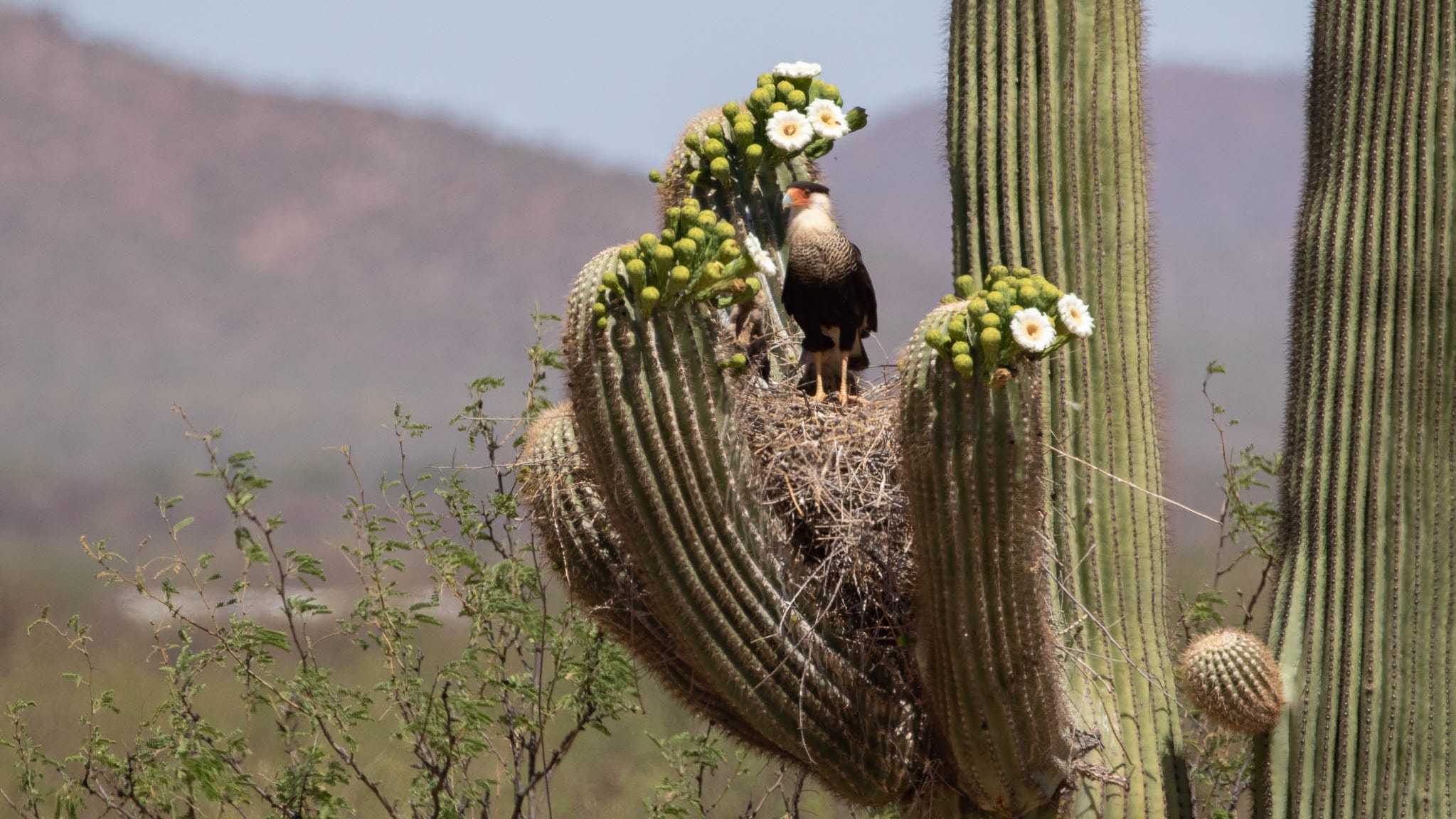 Replanting cacti, Muscogean heritage: News from around our 50 states