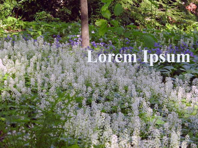 Foamflower and creeping phlox create a bright explosion in shady areas in the spring.