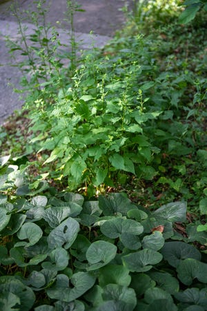 Wild ginger and wood aster form an attractive and diverse ground cover in the shade.
