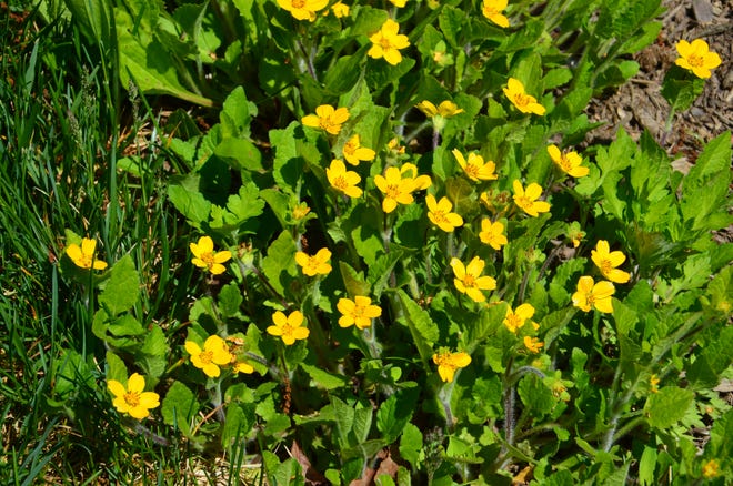 Green-and-gold effectively covers sunny areas and provides beautiful golden yellow blooms that are loved by pollinators.
