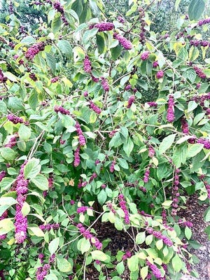 Callicarpa americana, or American beautyberry, is a beautiful native shrub that will abundantly produce purple berries in the fall.