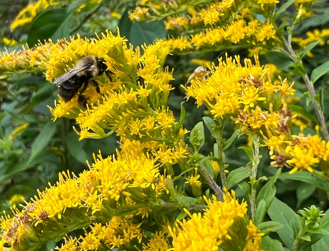 Goldenrod relies on pollinators like this bee to reproduce so it's pollen is not airborne and isn't what makes those with allergies sneeze in the fall.