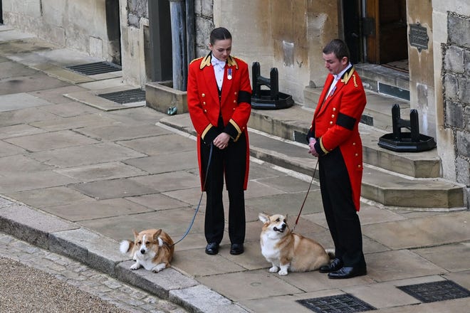 The Queen's corgis, Muick and Sandy, walk inside Windsor Castle before the burial service.