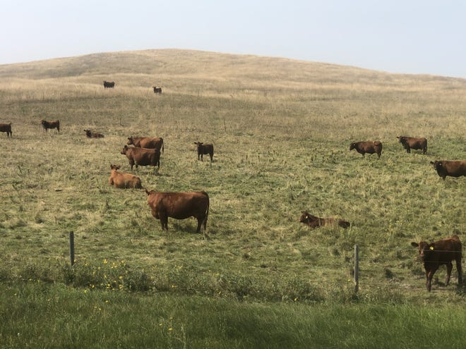 Grazing management in the fall can have significant impacts on forage production during the subsequent growing season.