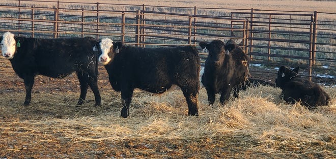 The Dakota Feeder Calf Show and Feedout helps producers identify superior genetics in their herd by offering growth and carcass data.