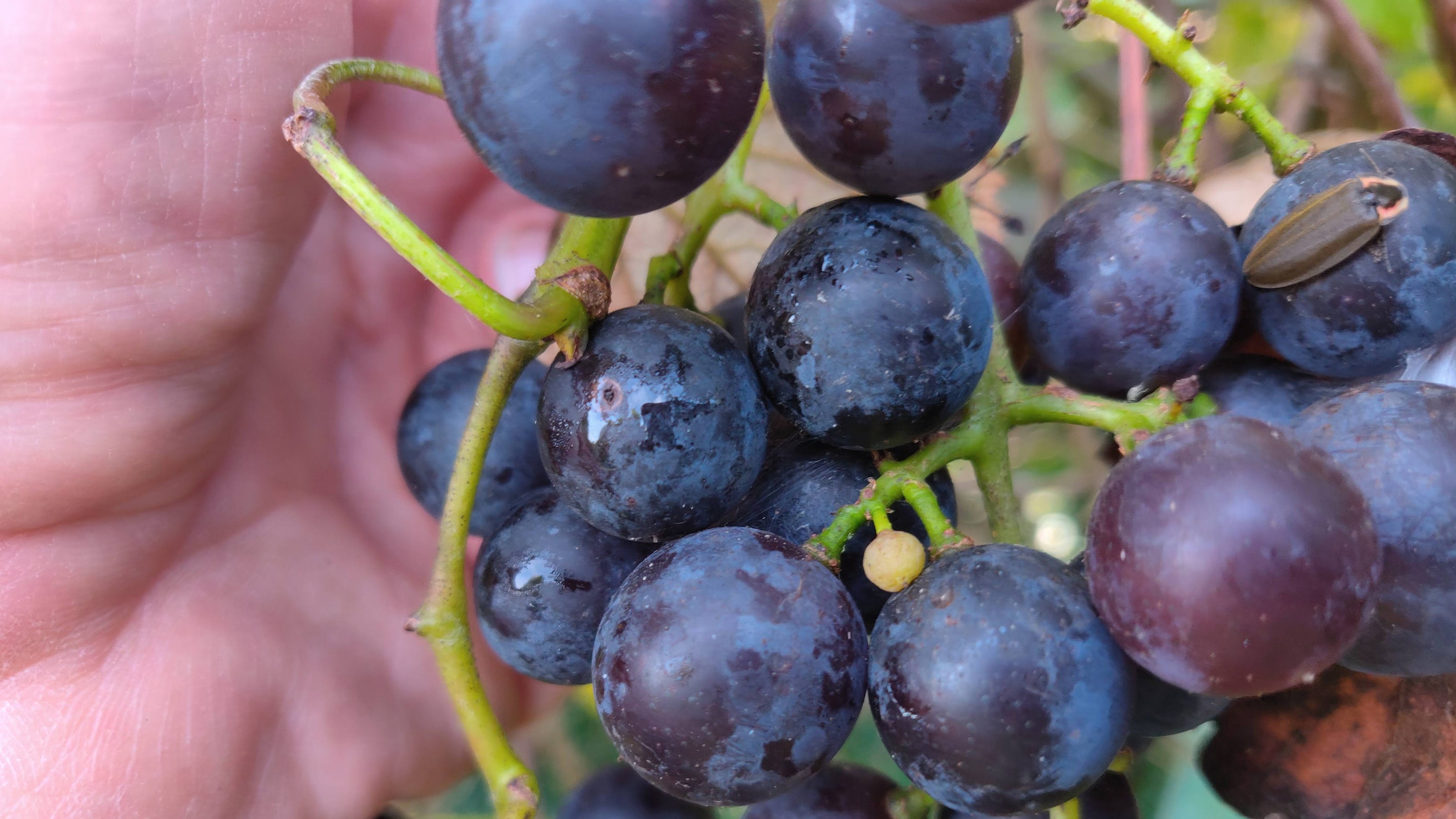 Look for these clues to know when your concord grapes are fully ripe