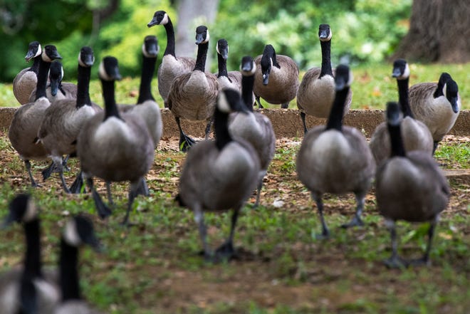 Canada geese make their way to the lake in Garvin Park Thursday afternoon, Sept. 13, 2022.