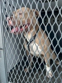A two-year-old pit bull broke out of its kennel and attacked an 8-year-old boy in Indio on the afternoon of Mon., Sept. 19, 2022. The boy was airlifted to Loma Linda Medical Center. The animal was surrendered to Riverside County Animal Services to be euthanized. An official said owners of "bully" breeds like pit bulls must always take extra precautions.